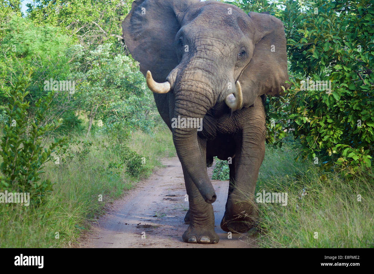 Bull éléphant debout sur la route, Limpopo, Afrique du Sud Banque D'Images