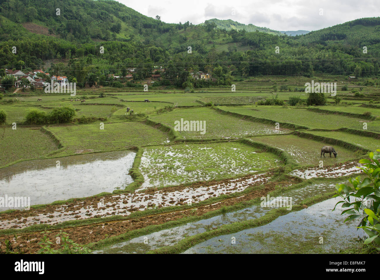 Vue aérienne eau buffle pâturage dans les rizières, Vietnam Banque D'Images