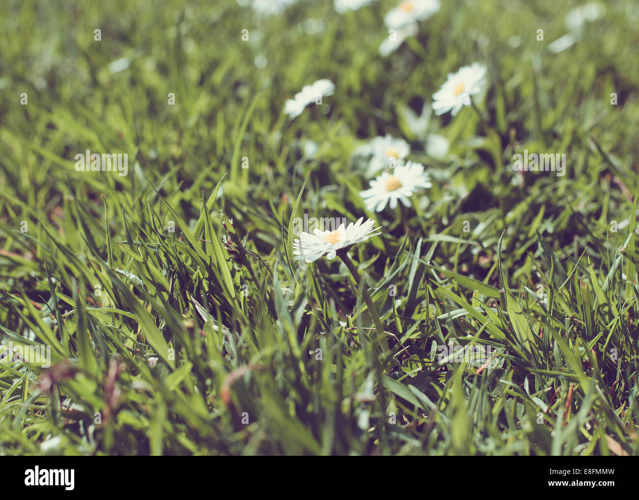 Dans le pré des Marguerites Banque D'Images