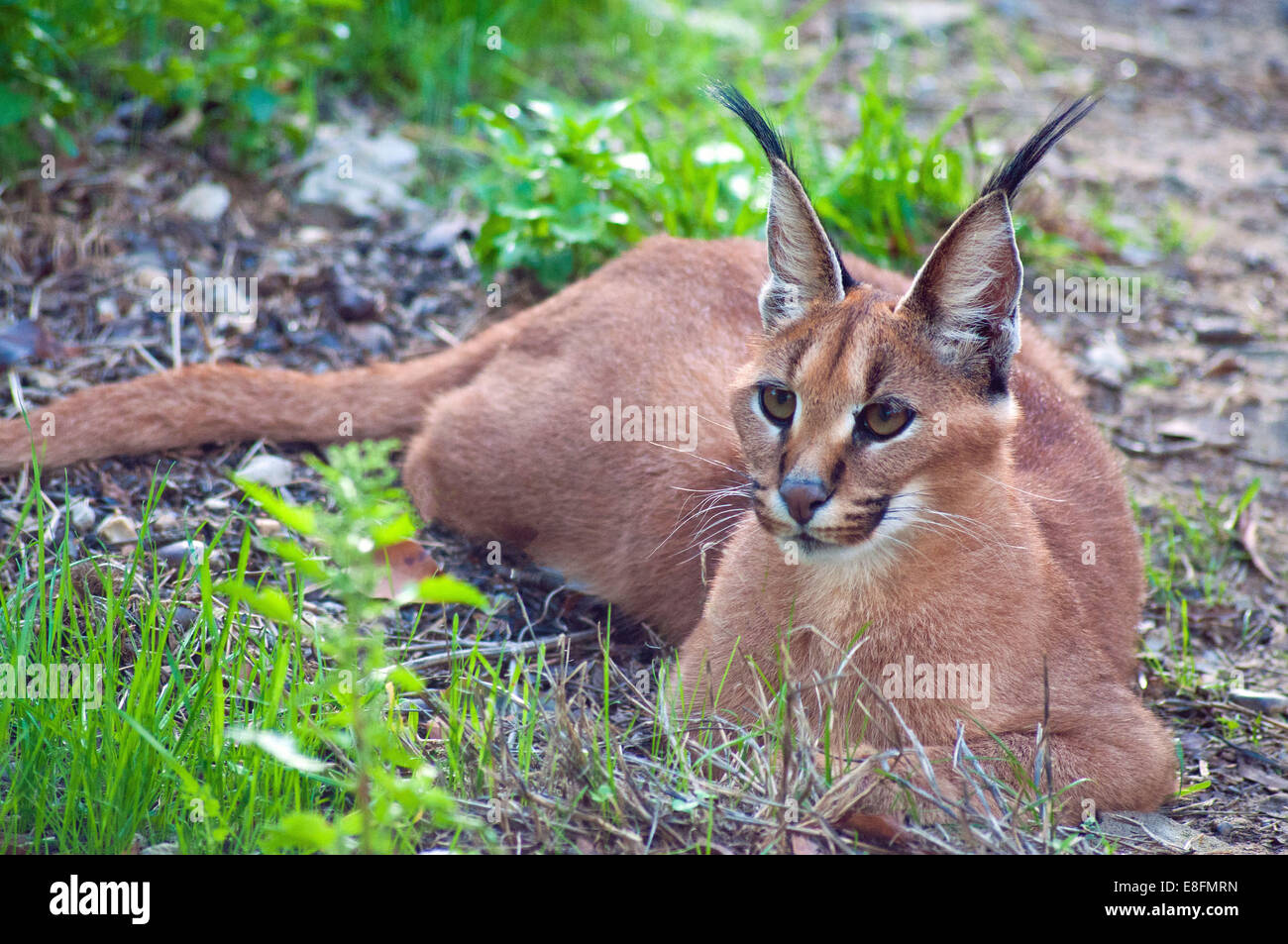 Caracal (Caracal caracal) Limpopo, Afrique du Sud Banque D'Images