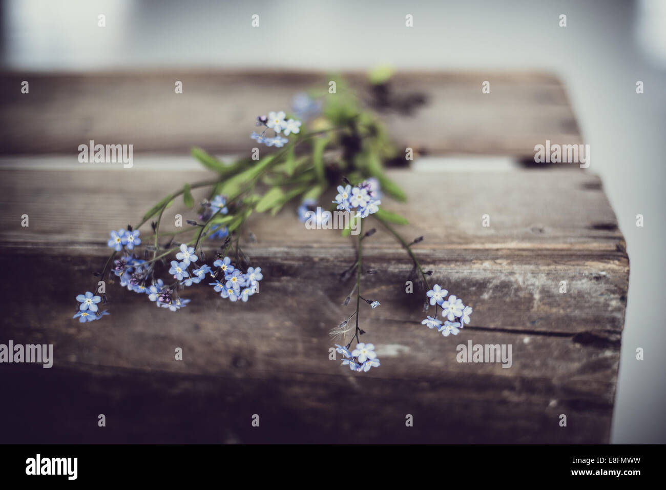 Forget-me-fleurs pas sur la vieille boîte en bois Banque D'Images