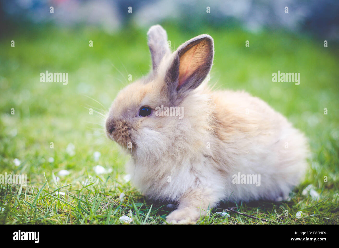 Rabbit sitting on grass Banque D'Images
