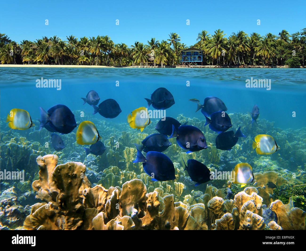 Sur et sous l'eau avec une école de poissons tropicaux dans un récif de corail et le littoral de cocotiers et d'une chambre à l'horizon, la mer des Caraïbes Banque D'Images