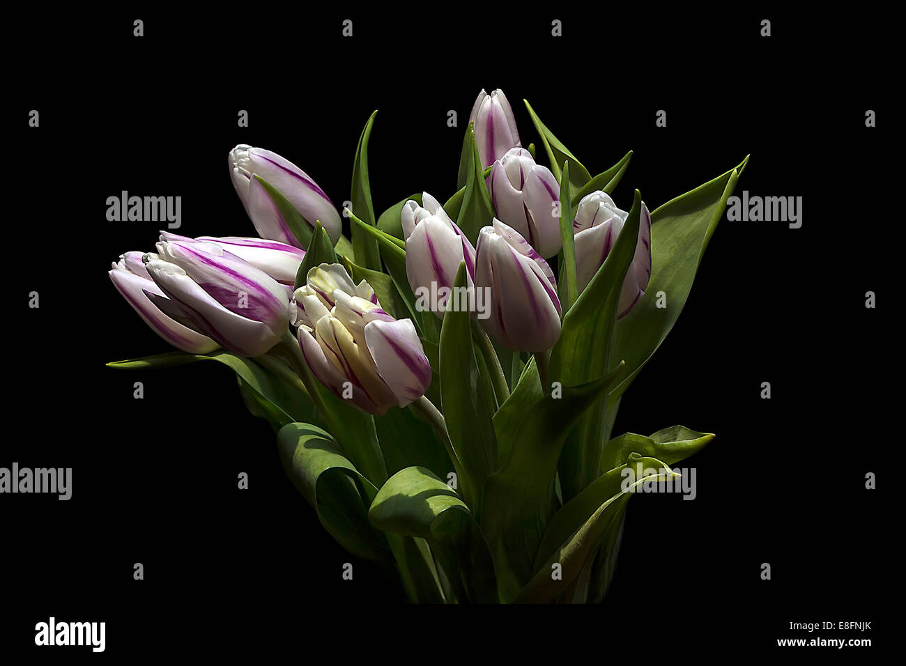 Jaguar Tulipes, studio shot Banque D'Images