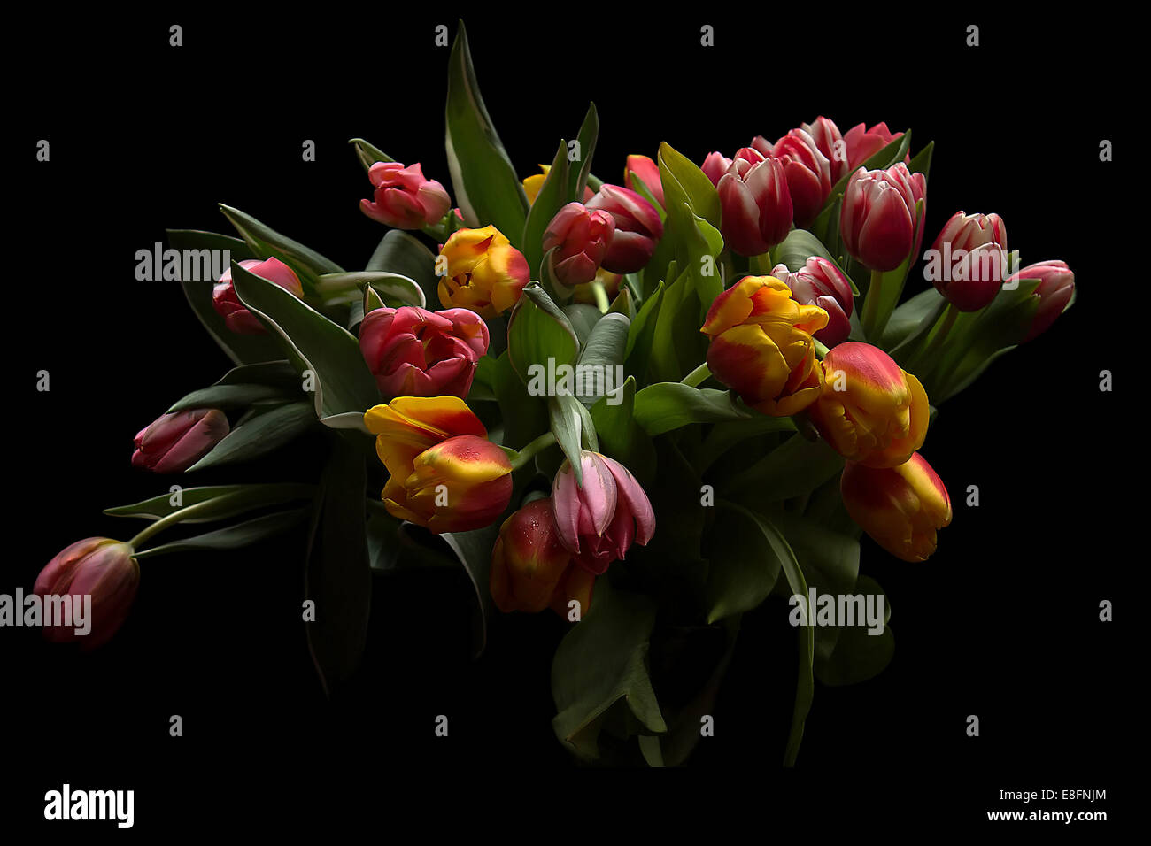 Bouquet de tulipes, studio shot Banque D'Images