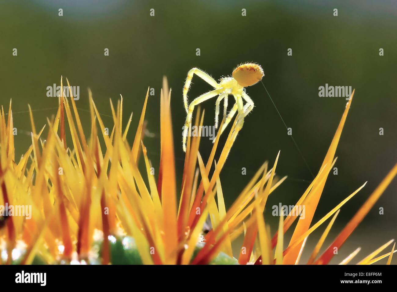 Araignée crabe sur le dessus de cactus Banque D'Images
