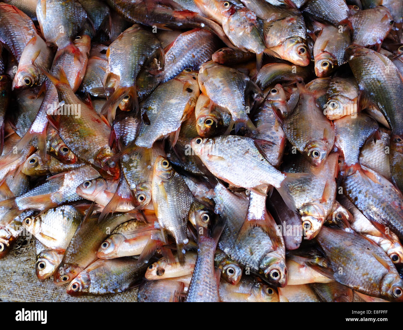 Close up de poisson dans le marché, Vietnam Banque D'Images