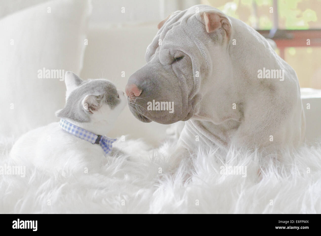 Le chiot Shar-pei et le chaton pylashort britannique allongé sur un tapis touchant le nez Banque D'Images
