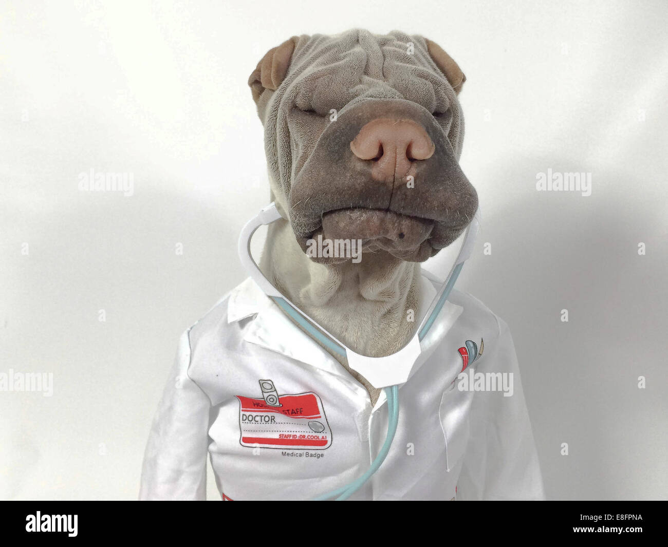 Shar pei chien habillé comme un docteur Banque D'Images