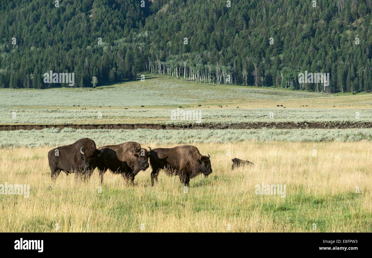 Le pâturage des bisons dans les plaines du parc national de Yellowstone sur un lumineux matin ensoleillé entouré de forêts près de Cooke City, Montana, USA Banque D'Images