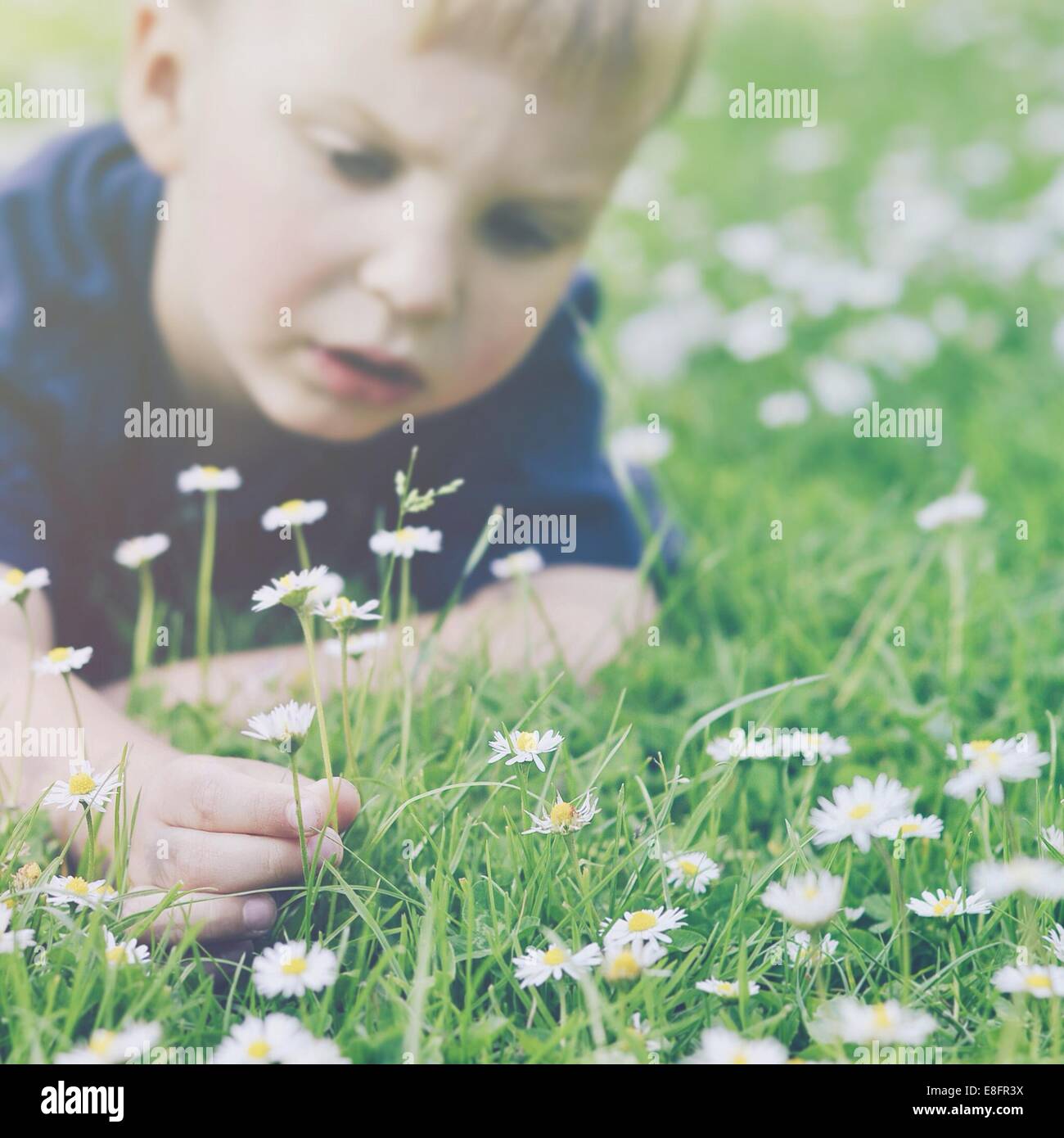 Boy lying in grass picking daisies Banque D'Images