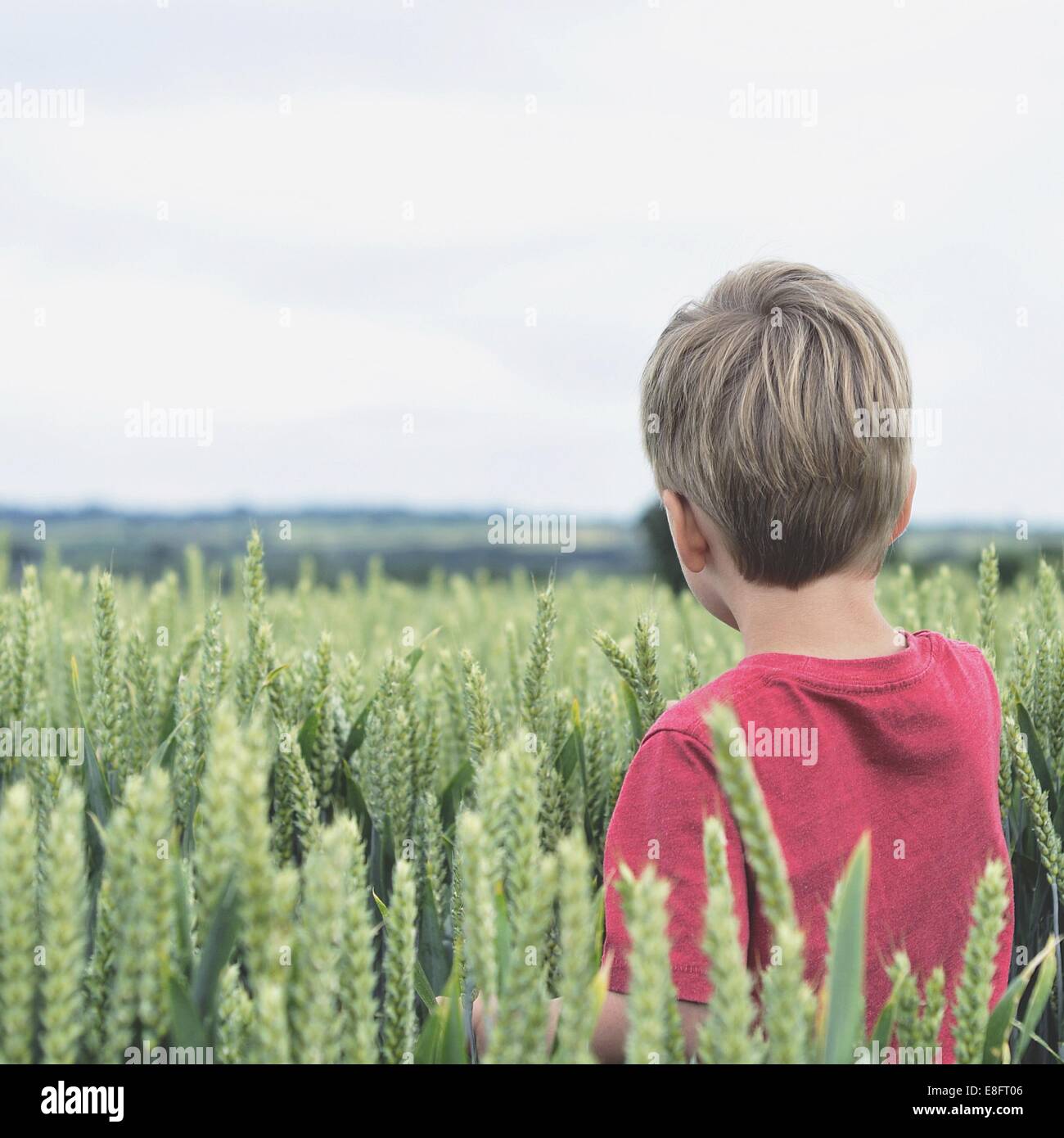 Vue arrière du boy standing in wheat field Banque D'Images