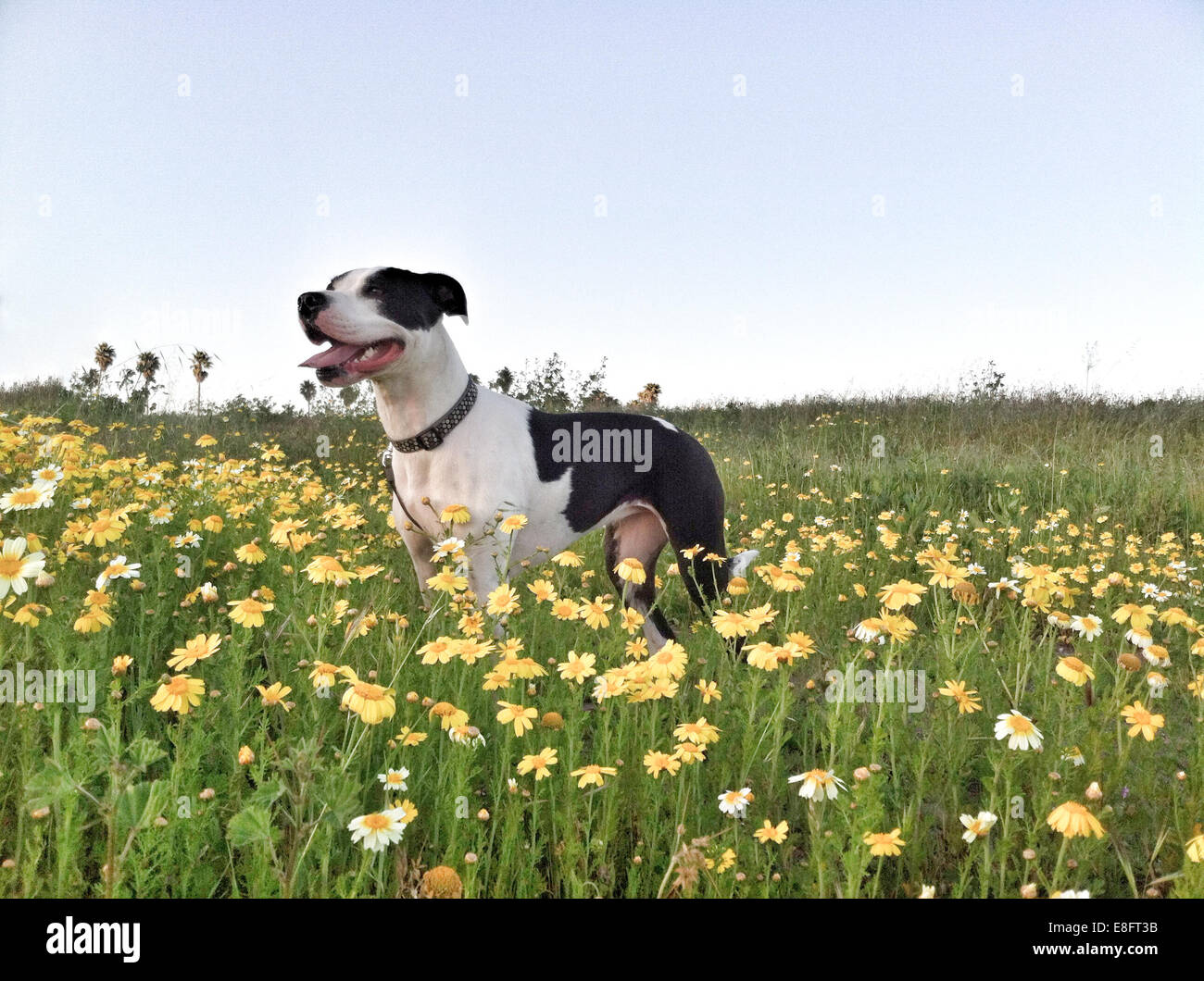 Chien dans un champ de fleurs Banque D'Images