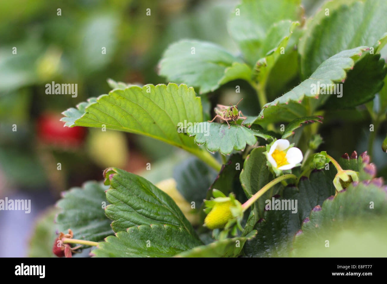 Petit cricket sur fraisier Banque D'Images