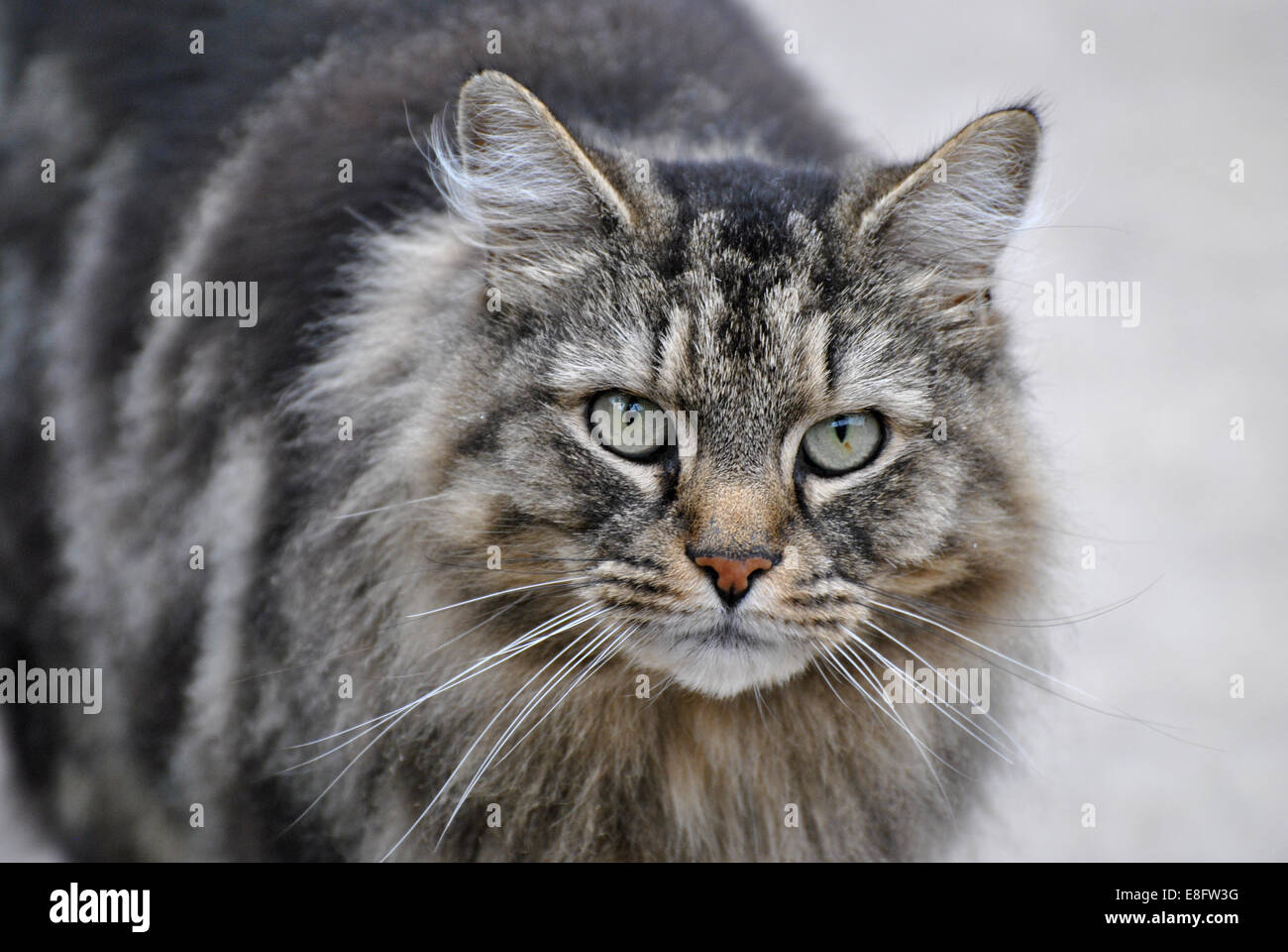 Chat tigré Banque D'Images