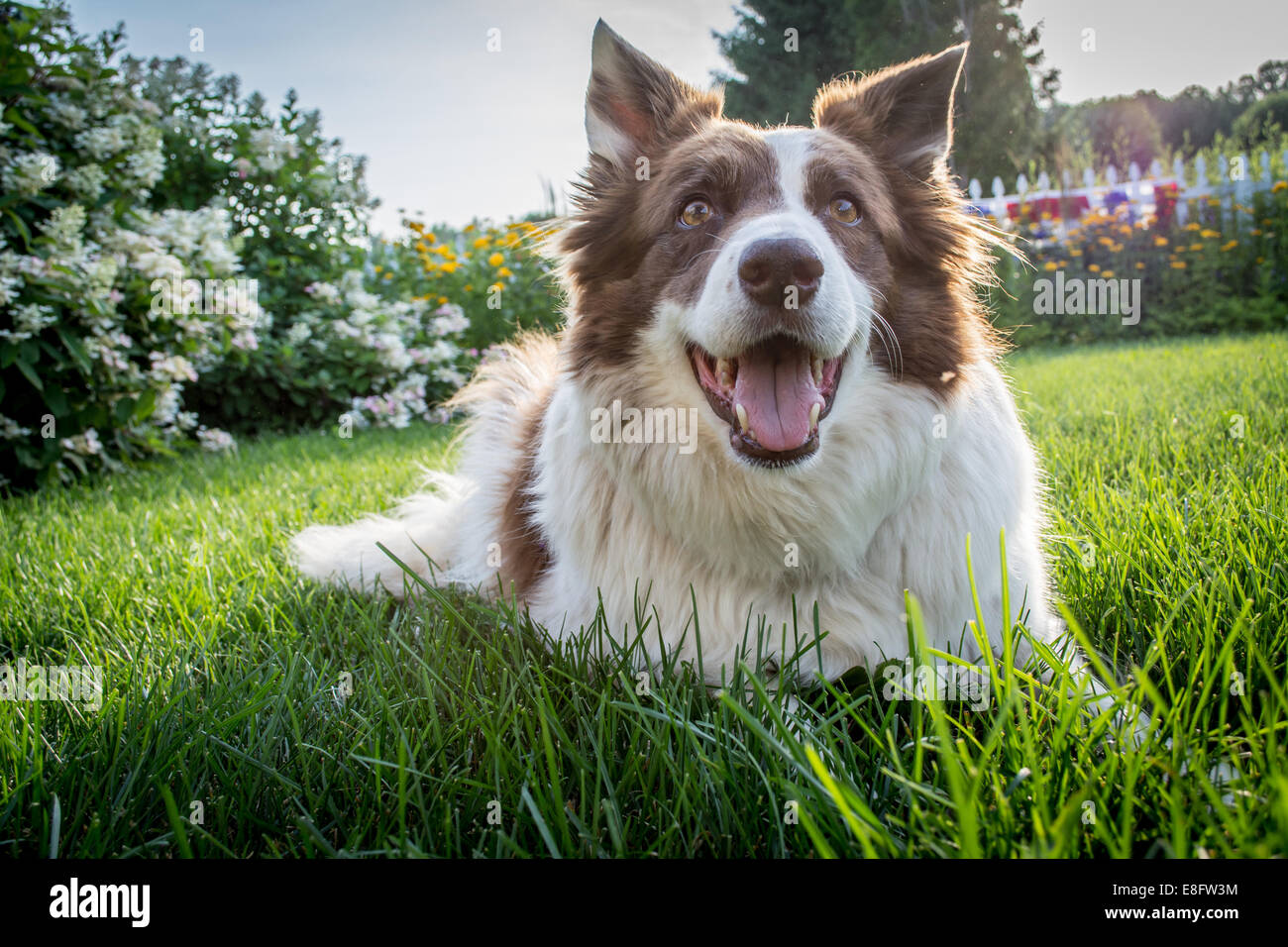 Border Collie Dog couché sur l'herbe Banque D'Images