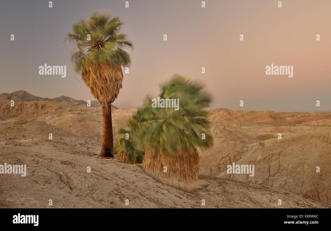 États-unis, Californie, parc d'état d'Anza-Borrego, Windy 5 Palms at Dusk Banque D'Images