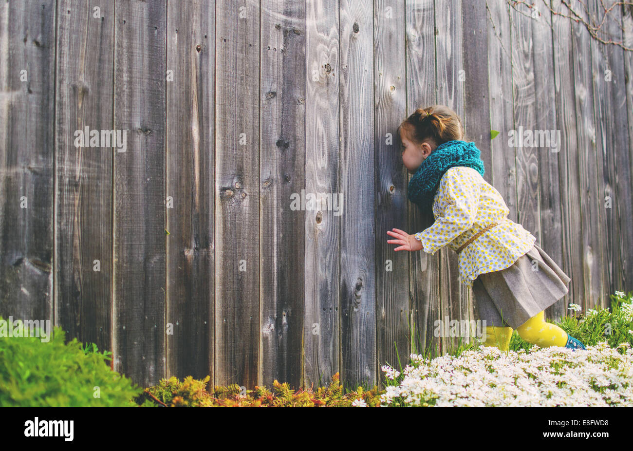Fille regardant par un trou dans une clôture en bois, USA Banque D'Images