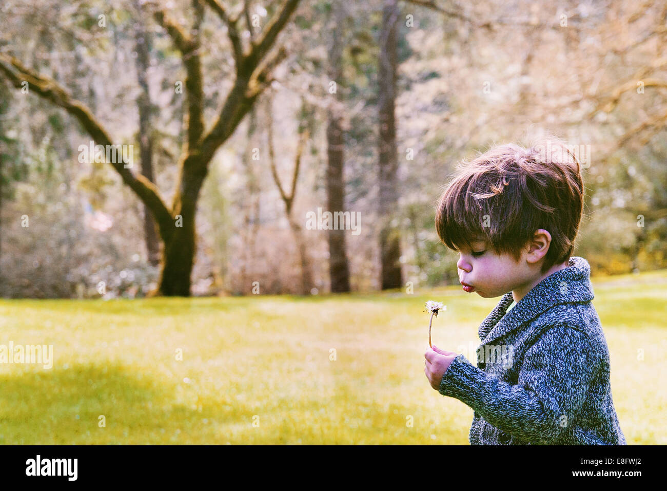 Garçon debout dans un parc soufflant pissenlit, États-Unis Banque D'Images