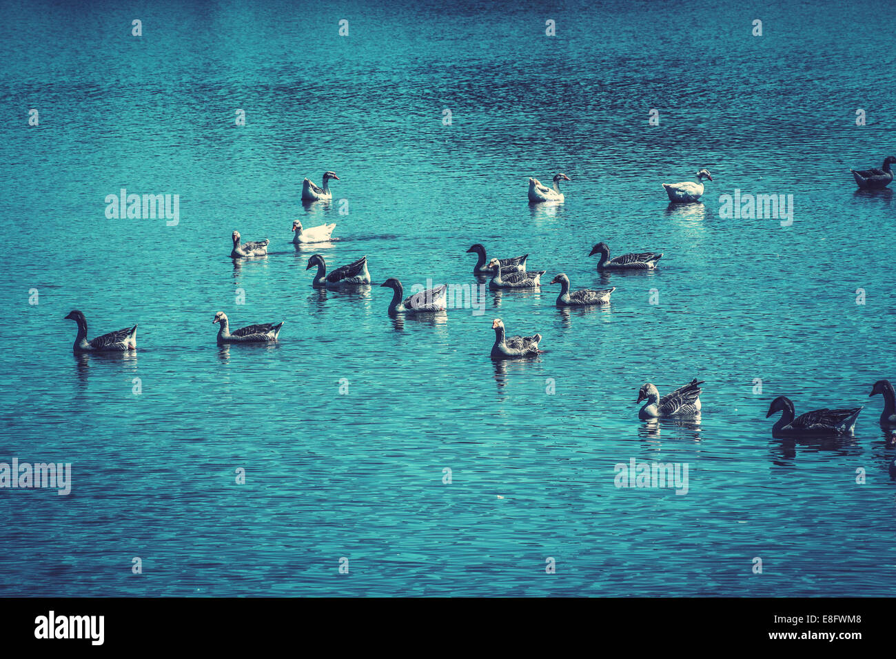 Brésil, Brasilia, Canards nager dans le lac Banque D'Images