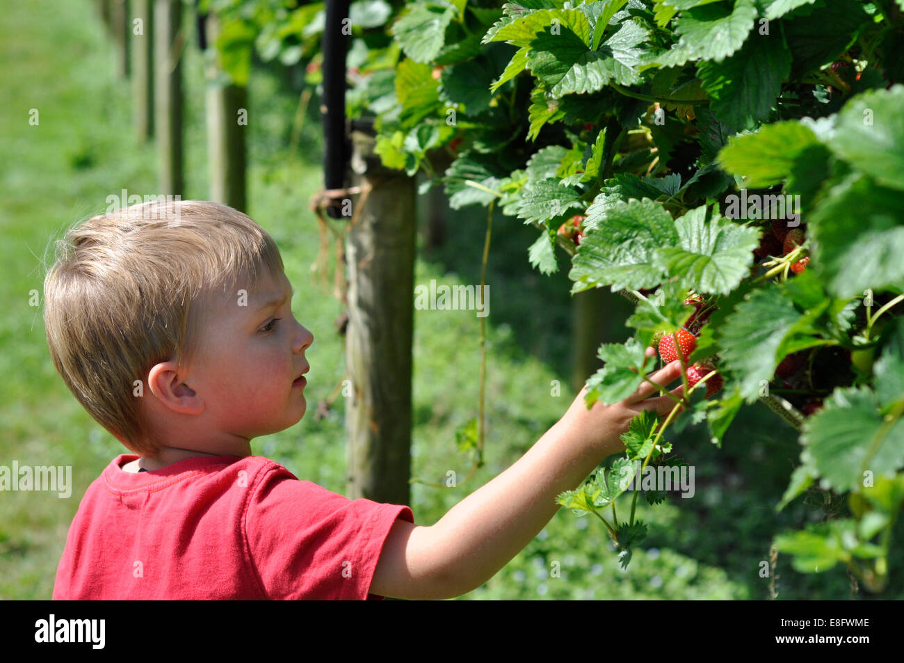 Boy picking strawberries Banque D'Images