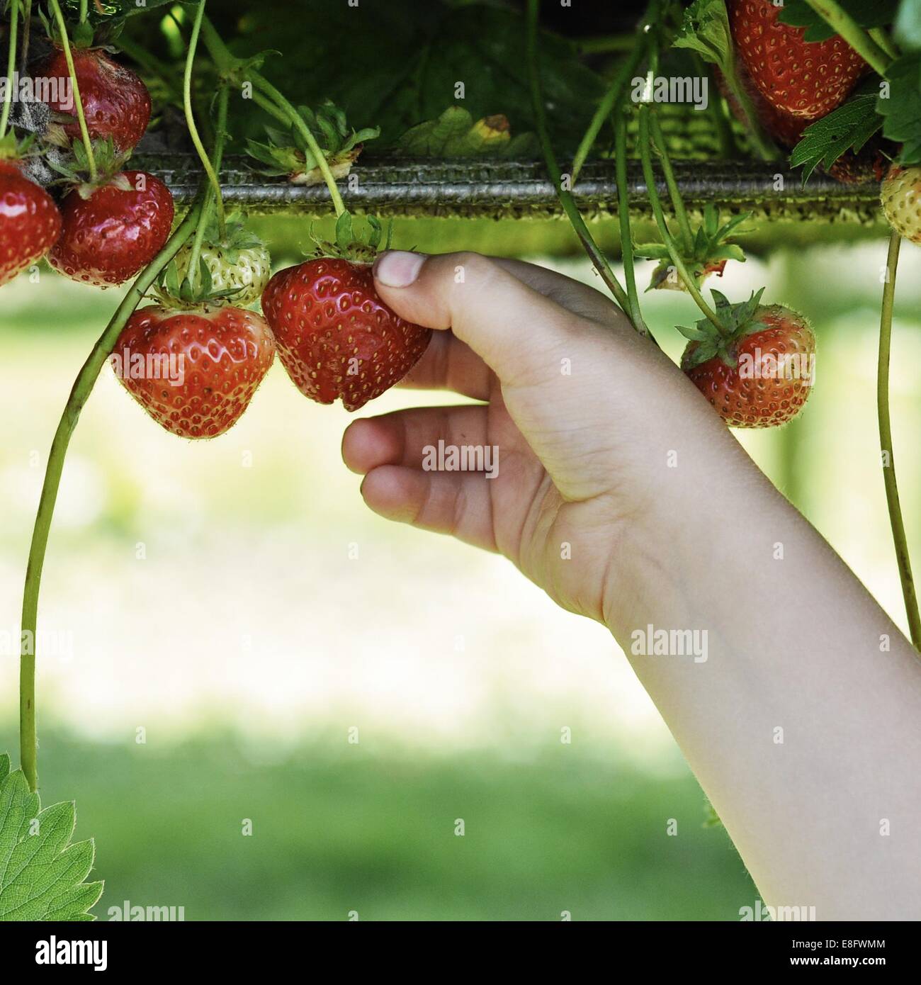 Boy picking strawberries Banque D'Images