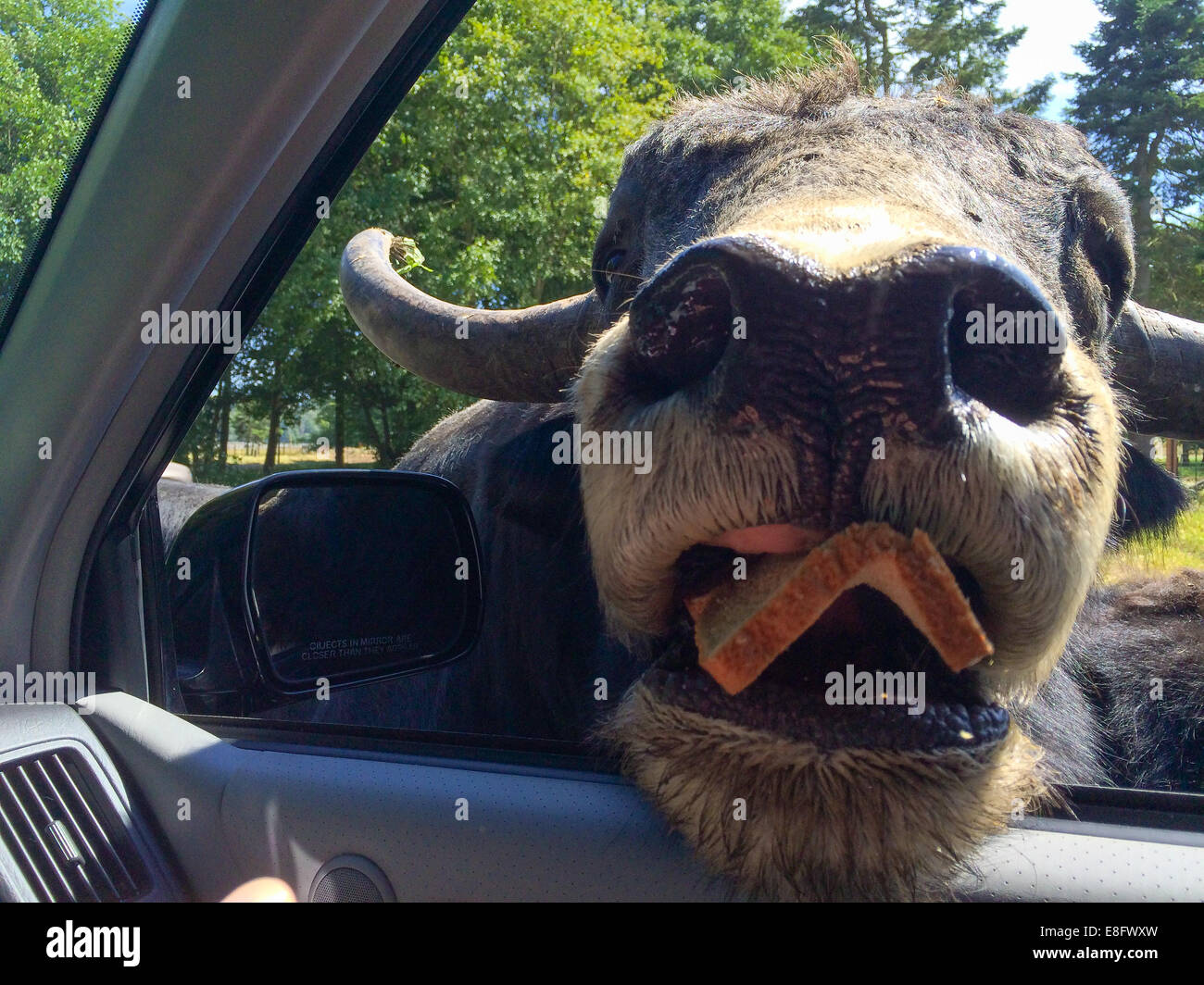 Bison américain mettant sa tête à l'intérieur voiture Banque D'Images
