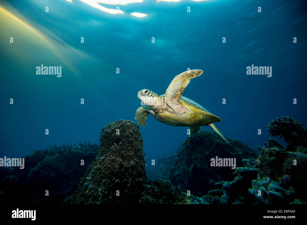 Turtle swimming underwater, Lady Elliot Island, Grande Barrière de Corail, Queensland, Australie Banque D'Images