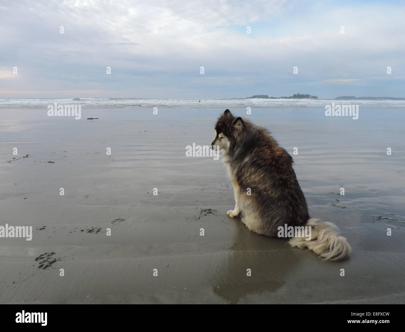 Dog sitting on beach Banque D'Images