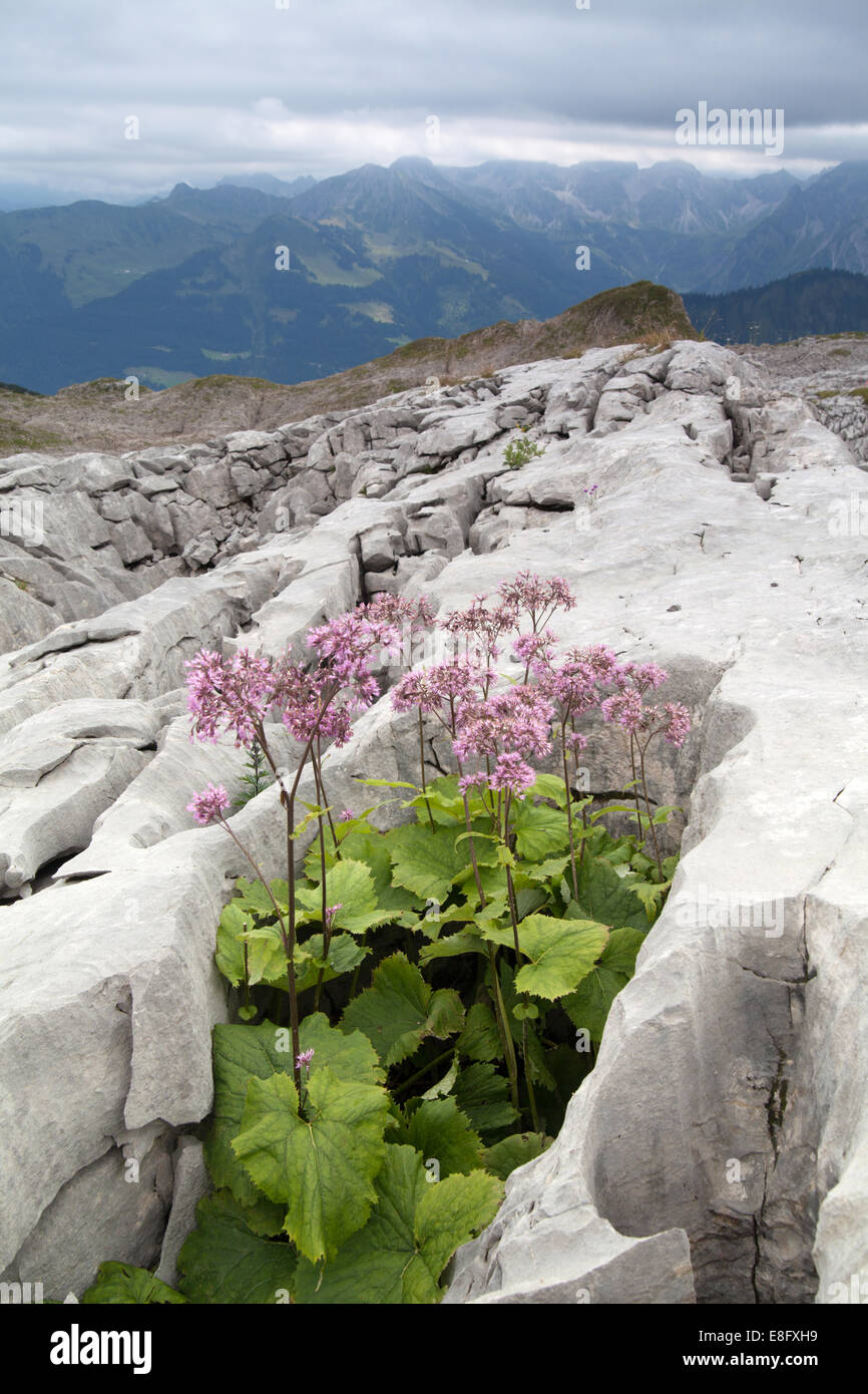 Lapiez Mittelberg Vorarlberg Autriche Banque D'Images