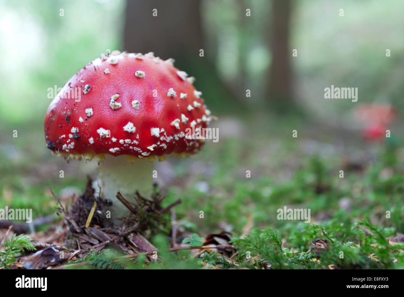 Agaric Fly toadstool champignons Glenashdale woods Arran Banque D'Images