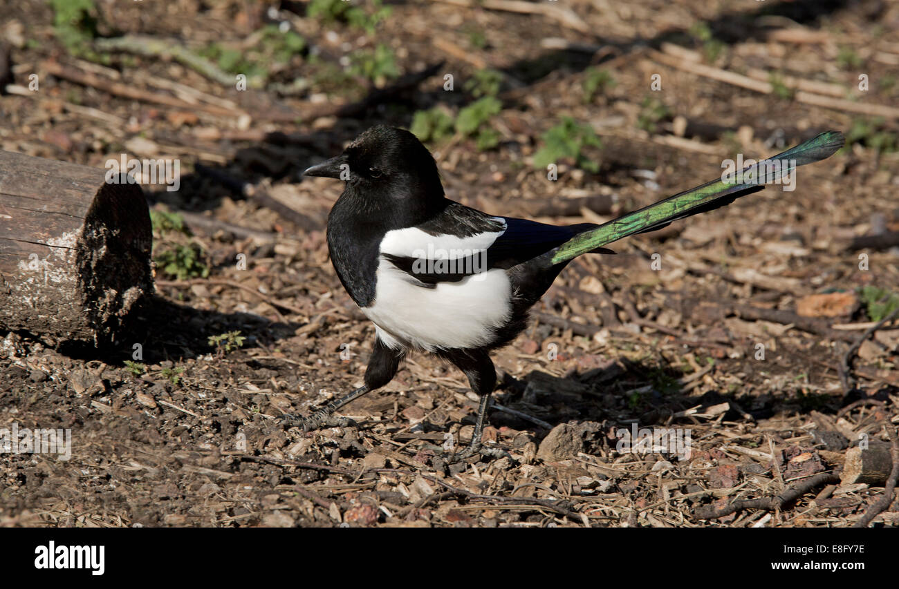 Pie bavarde Pica pica sur sur le terrain Banque D'Images