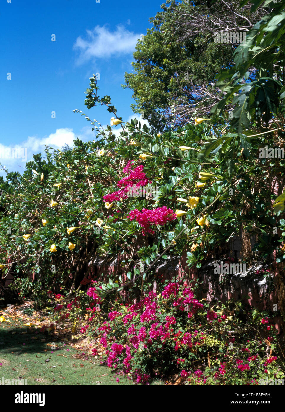 De plus en plus de bougainvillées rose en couverture dans le jardin des Caraïbes Banque D'Images