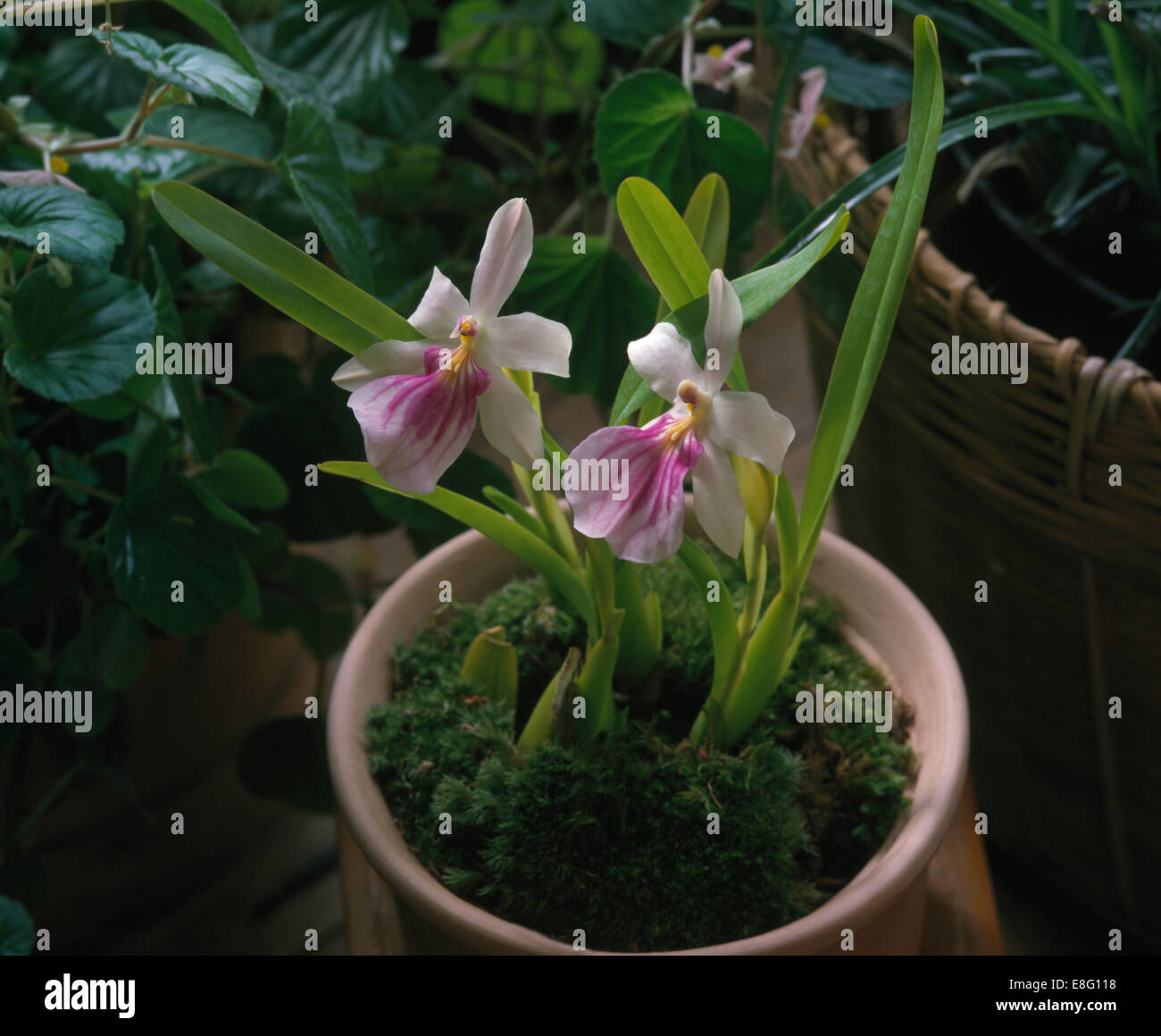Close-up de petite orchidée rose dans un pot en terre cuite Banque D'Images