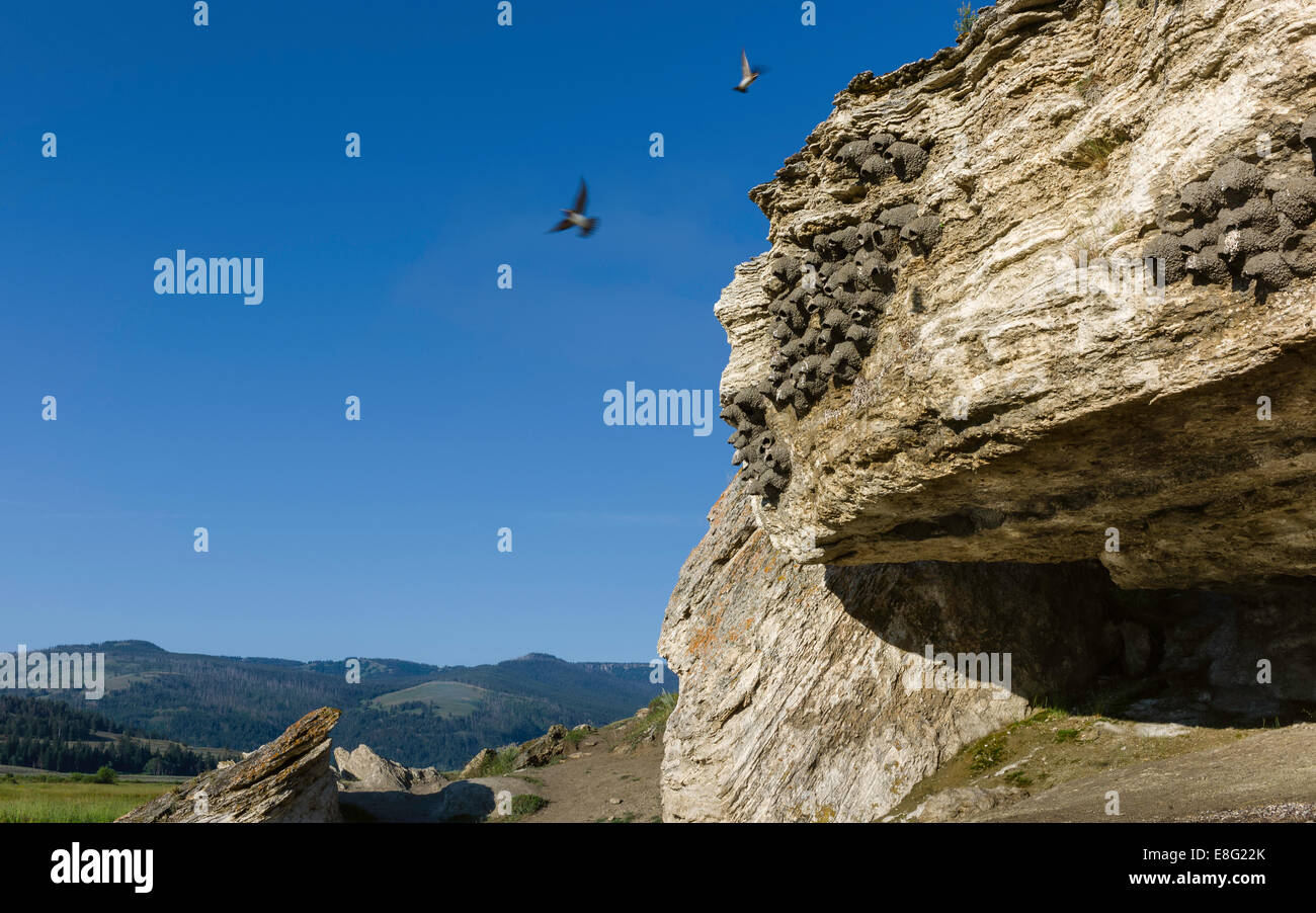 Nid d'hirondelles sur le bord d'une butte de soude, travertin, causée par des sources chaudes il y a de nombreuses années dans le cœur de Yellowstone, aux États-Unis. Banque D'Images