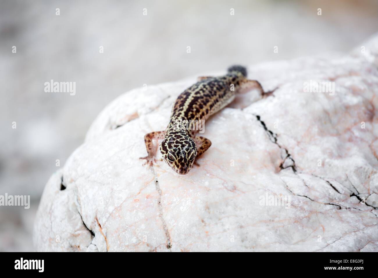 Leopard Gecko Lizard sur les roches Banque D'Images
