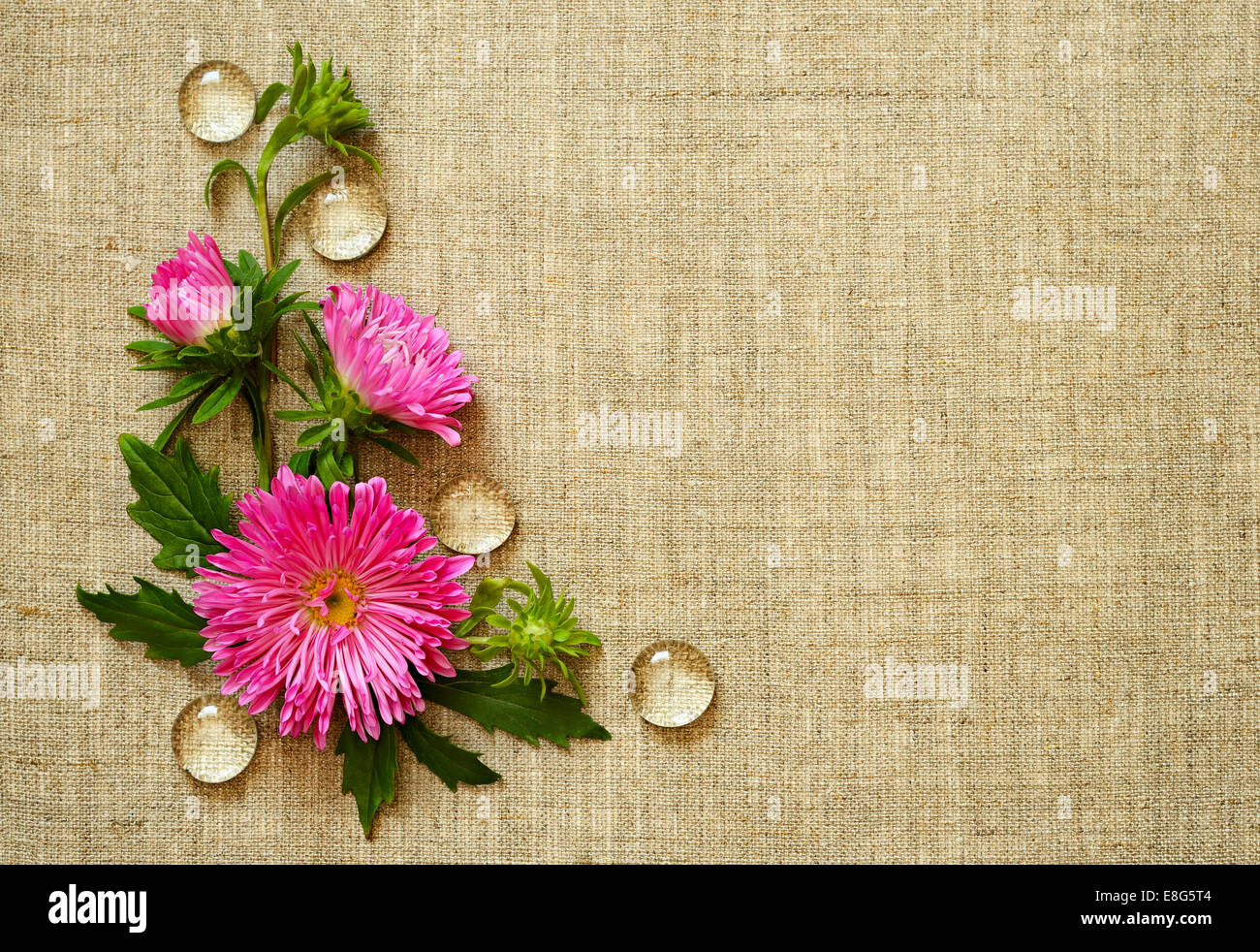 Arrangement des asters dans un coin sur un fond de toile gris Banque D'Images