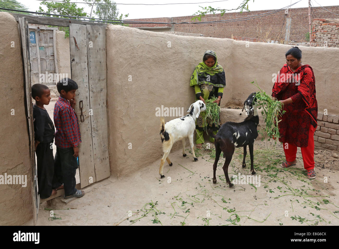 L'alimentation des femmes de caprins dans les arrière-cours de leurs maisons. Village près de Faisalabad, Pakistan. Banque D'Images