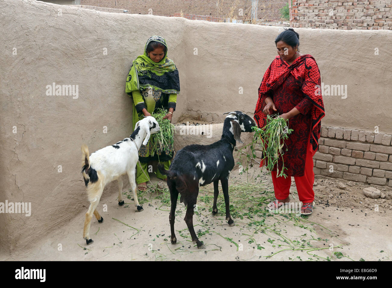 L'alimentation des femmes de caprins dans les arrière-cours de leurs maisons. Village près de Faisalabad, Pakistan. Banque D'Images