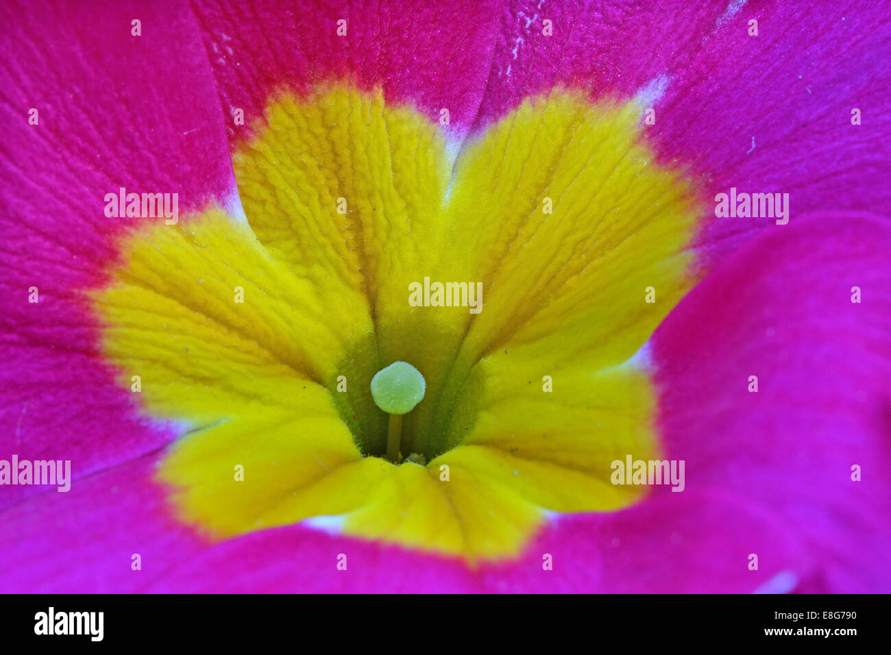 Primula 'Supernova' rose, Close up Banque D'Images
