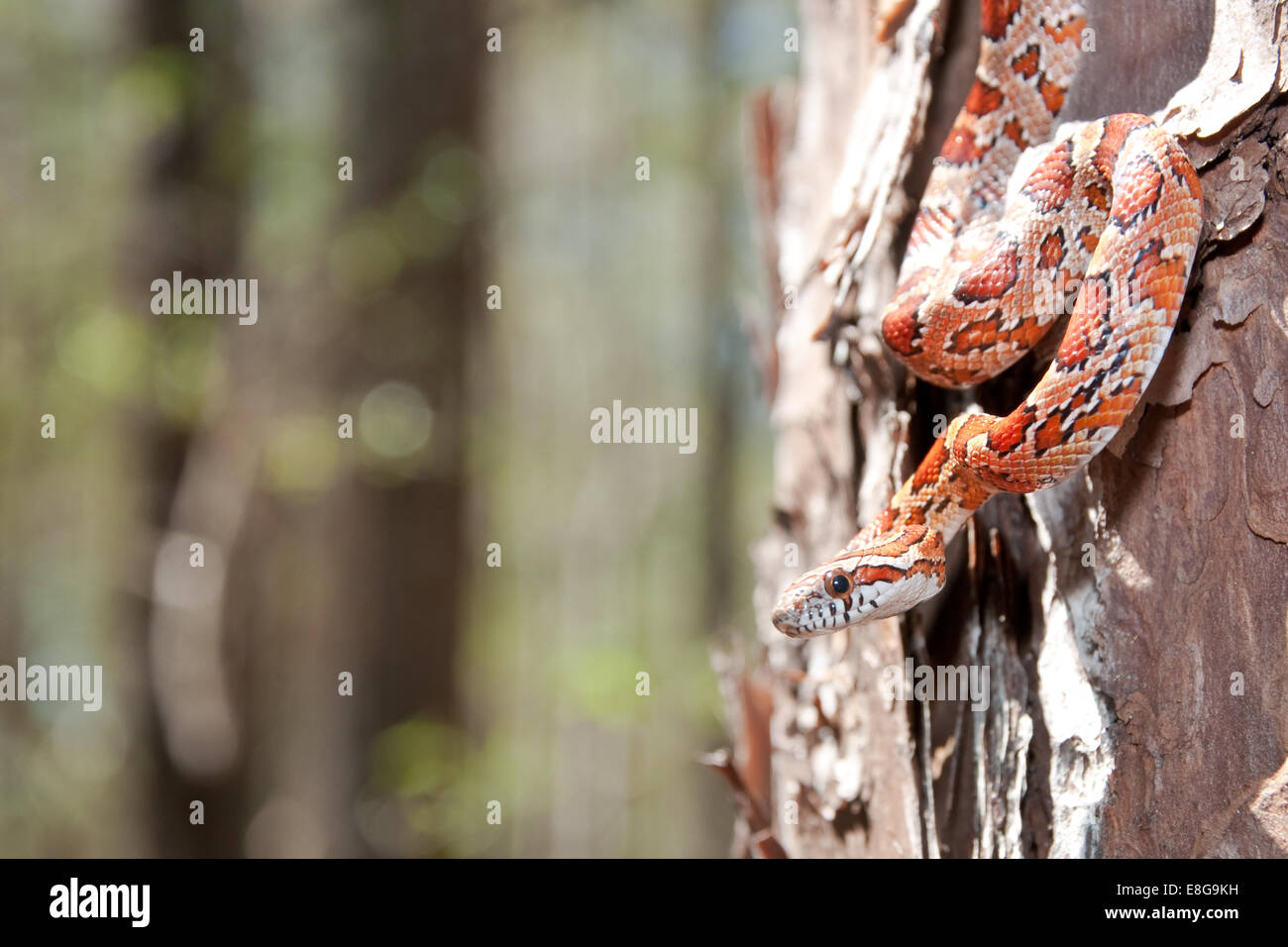 Serpent à maïs (Pantherophis guttatus) Banque D'Images