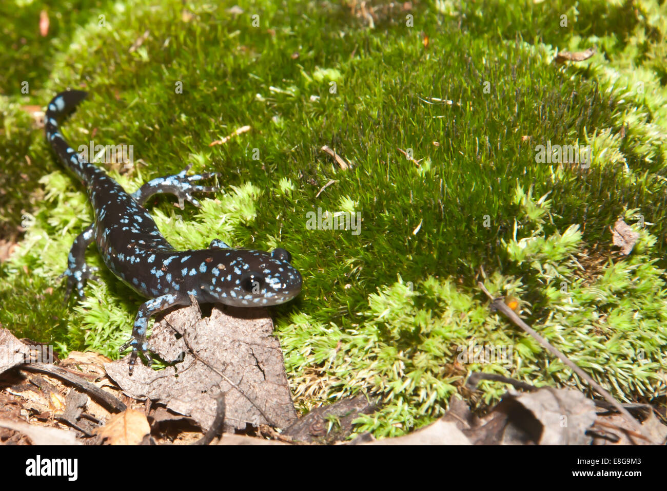 Salamandre à points bleus Banque D'Images