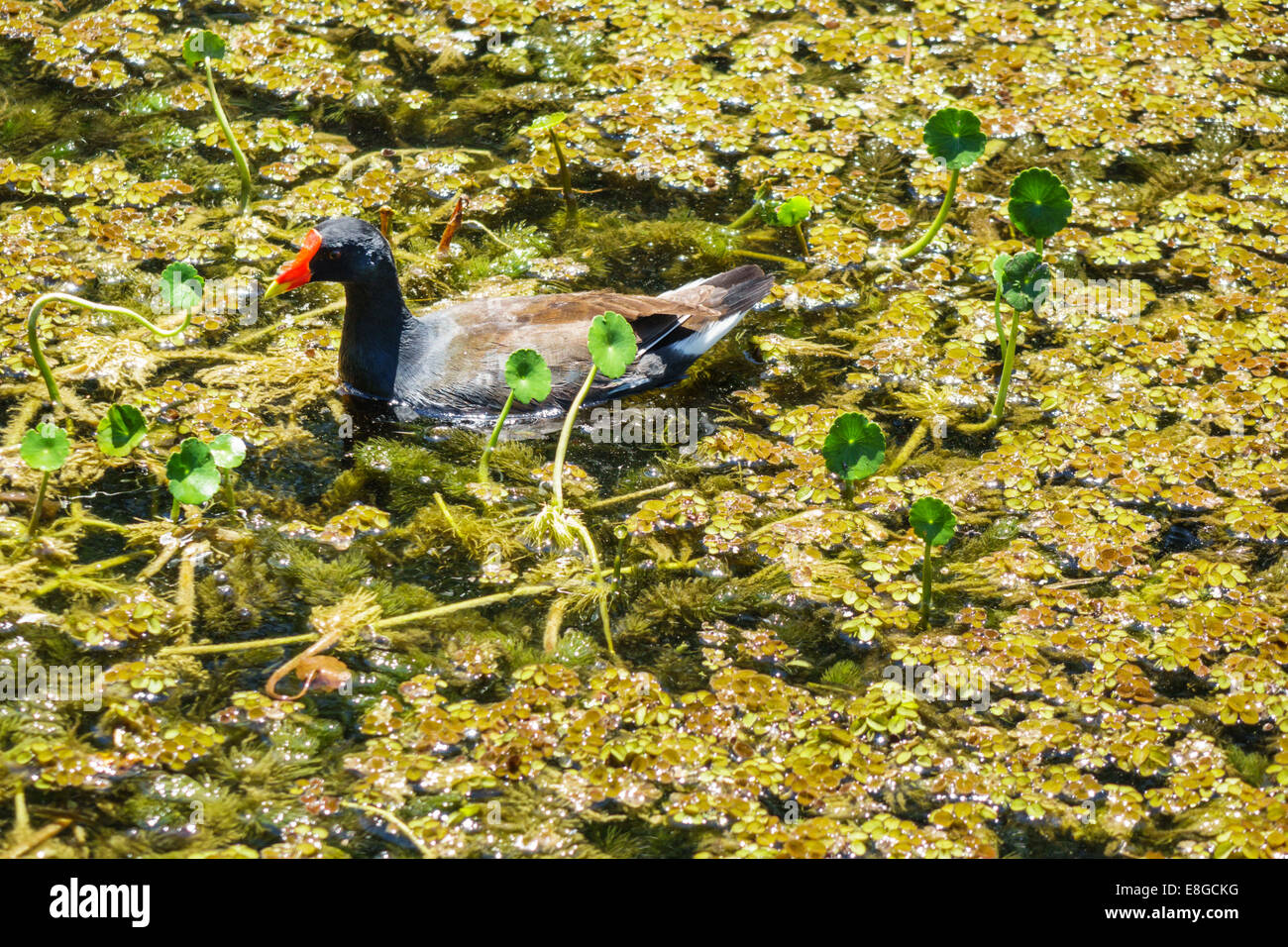 Florida Tamiami Trail,Parc national des Everglades,Shark Valley Loop Road,Purple Gallinule Porphyrio martinicus Swamp hen,eau,plantes aquatiques,duckweed,vi Banque D'Images