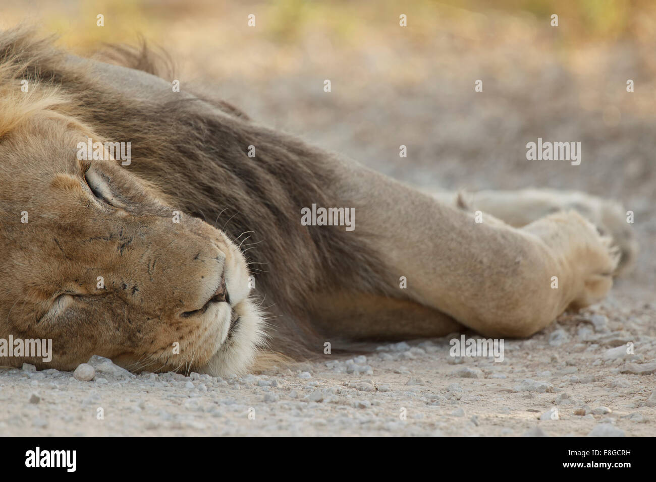 Un lion mâle photographié dans le Parc National transfrontalier de Kgalagadi en Afrique du Sud. Banque D'Images
