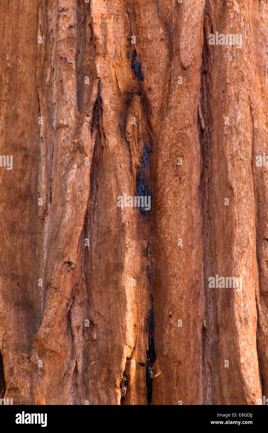 L'écorce de séquoia à Mariposa Grove, Yosemite National Park, Californie Banque D'Images