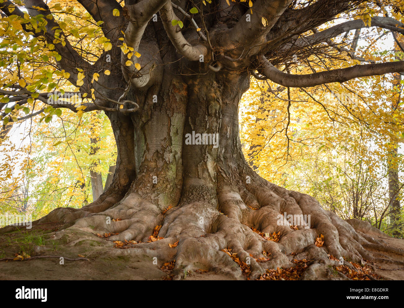 Platanus acerifolia platane ou Londres avec des racines et feuilles brun-jaune en automne park Banque D'Images
