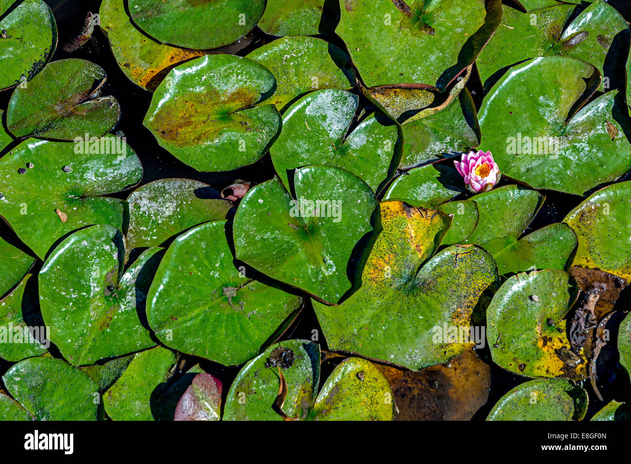 Nénuphar vert sur un étang avec une seule fleur rose Banque D'Images