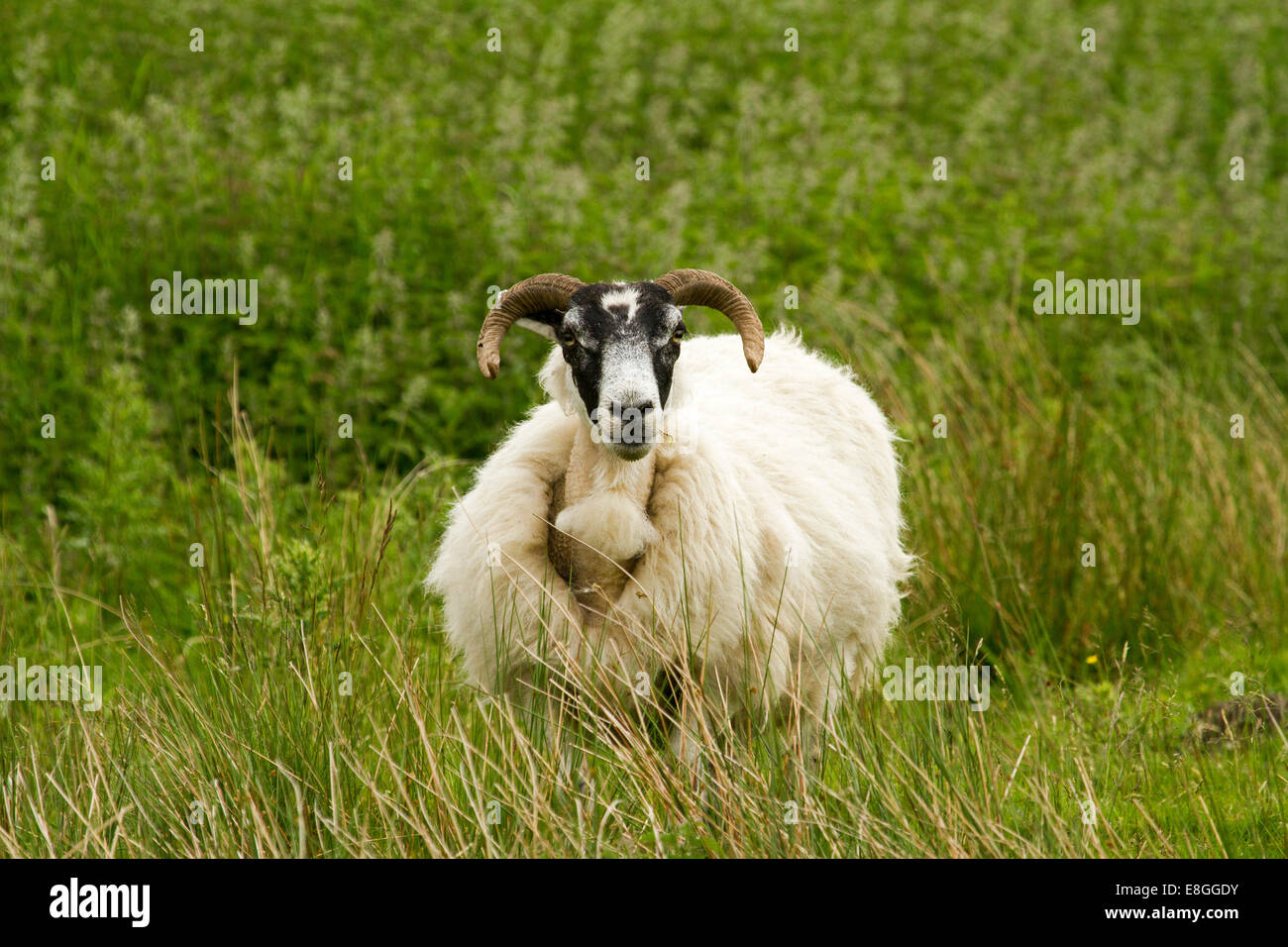 Moutons Swaledale, une ancienne race, avec la laine blanche épaisse, face noire, et cornes courbes parmi l'herbe émeraude, Lake District, Cumbria, Angleterre Banque D'Images