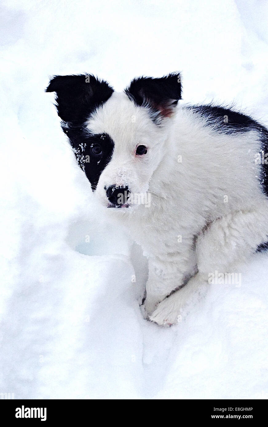 Border Collie Puppy dog sitting in snow Banque D'Images