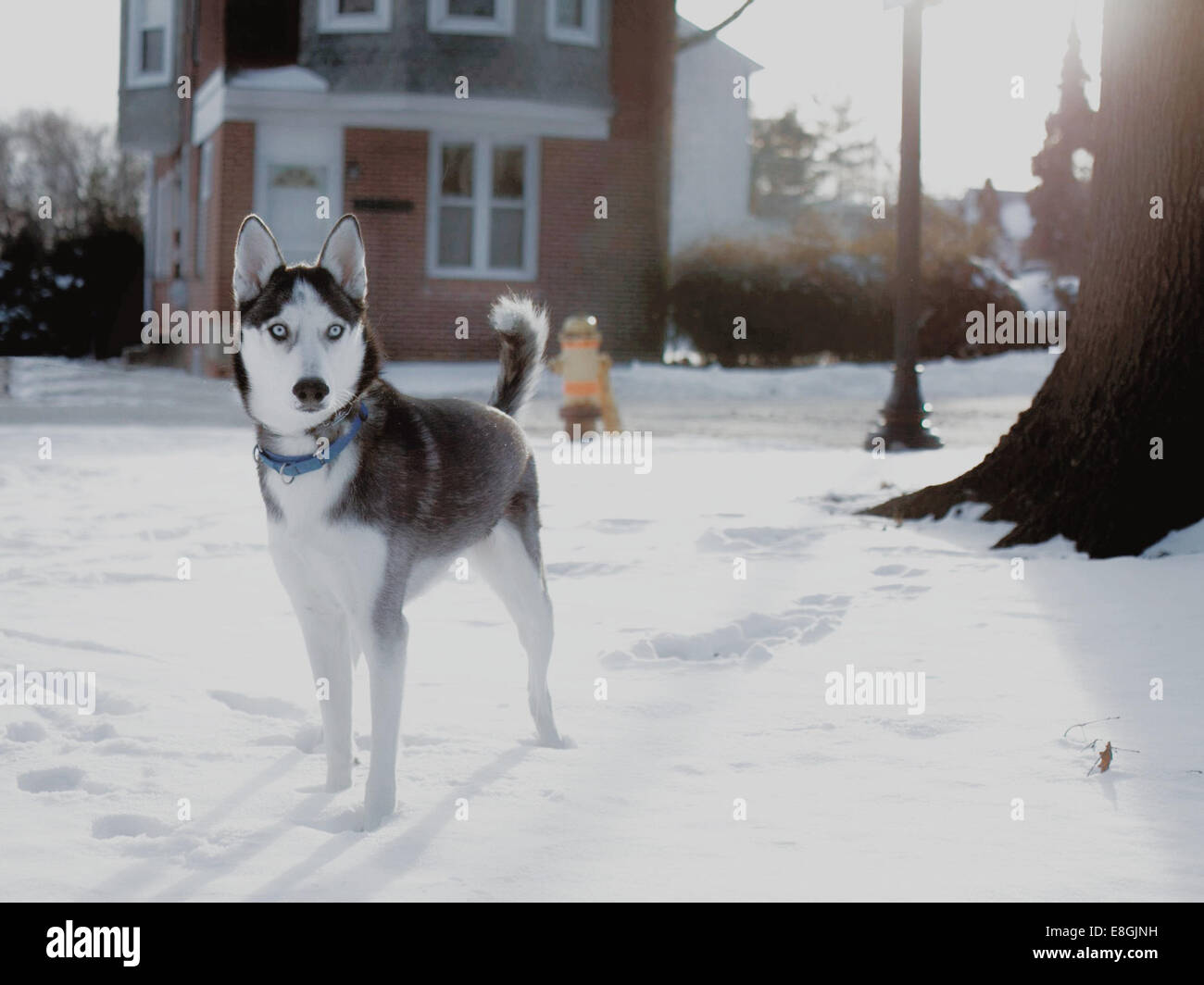 USA, New York, comté de New Castle, Wilmington, Husky chien de garde Banque D'Images